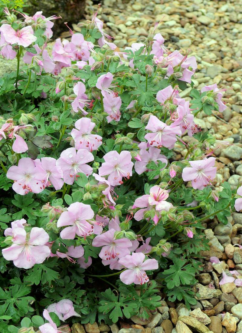 Geranium dalmaticum