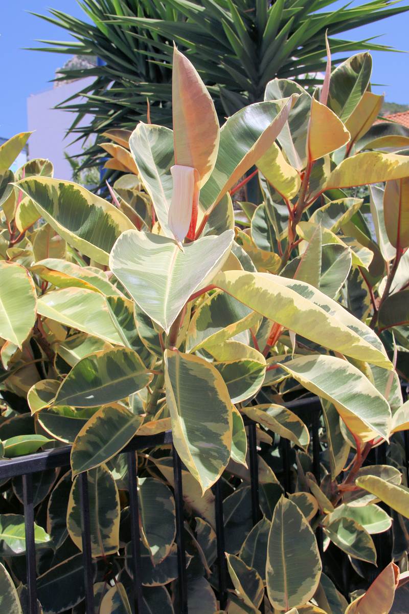 Odrůda Ficus elastica Schrijweriana upřednostňuje mírné přistínění nikoliv plné slunce, kterému je vystavena rostlina snímku Odrůda Ficus elastica Schrijweriana upřednostňuje mírné přistínění nikoliv plné slunce, kterému je vystavena rostlina snímku