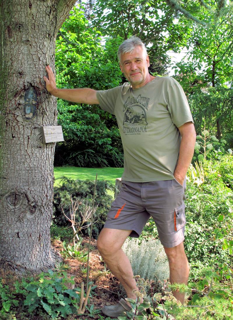 Pod tímhle cedrem mne jednou vysypou,“ říká Stanislav Hybler. Cedrus atlantica Glauca