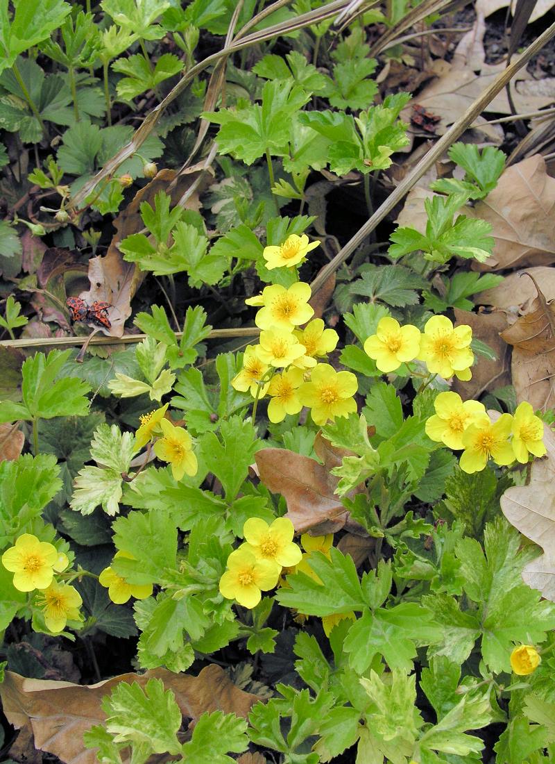 Waldsteinia ternata
