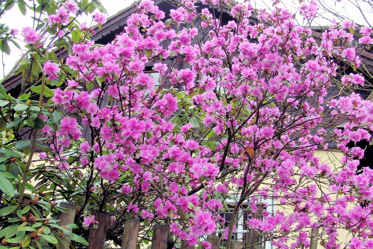 Již počátkem měsíce března rozkvétá rododendron daurský (sibiřský) – (Rhododendron dauricum) Neobvyklé barvy květů rododendronů zdobí na jaře zahradu