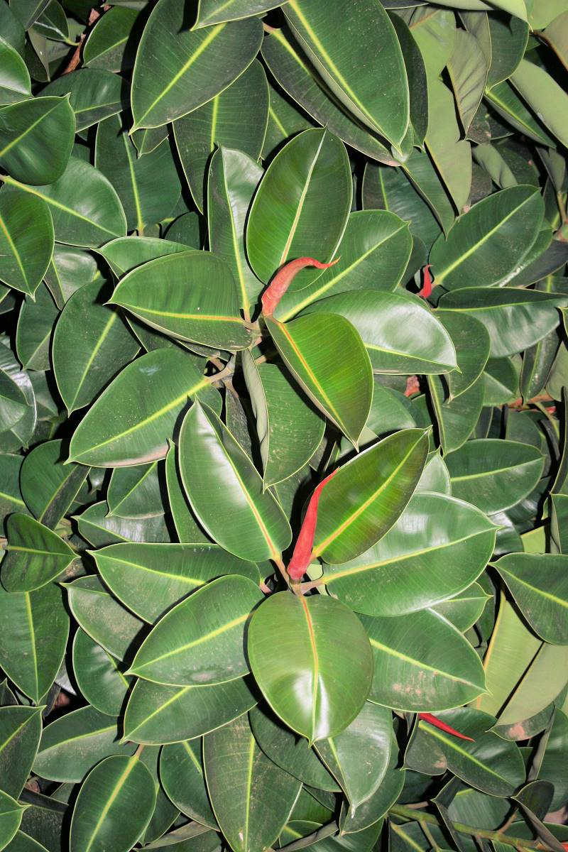 Pro původní druh Ficus elastica jsou typické tmavě zelené kožovité listy, z nichž jsou nejmladší chráněny červenou listovou pochvou Pro původní druh Ficus elastica jsou typické tmavě zelené kožovité listy, z nichž jsou nejmladší chráněny červenou listovou pochvou
