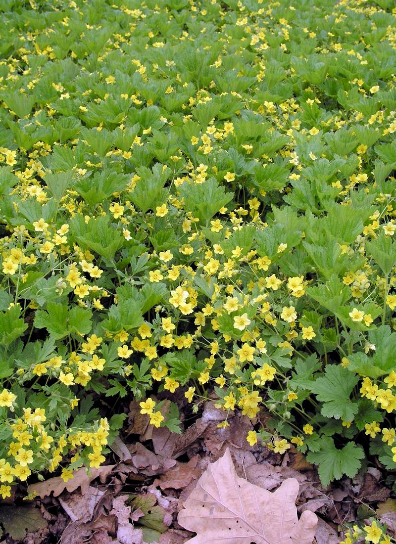 Waldsteinia geoides