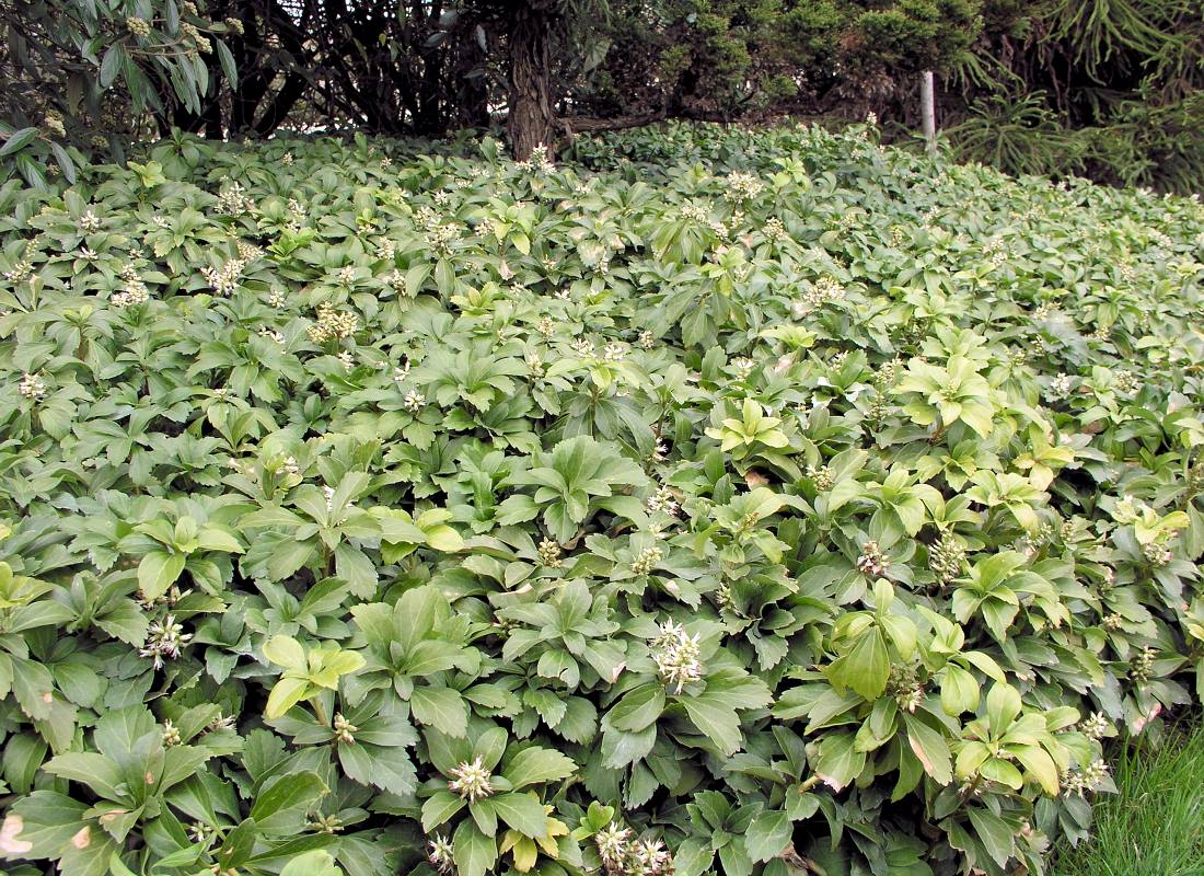 Pachysandra terminalis