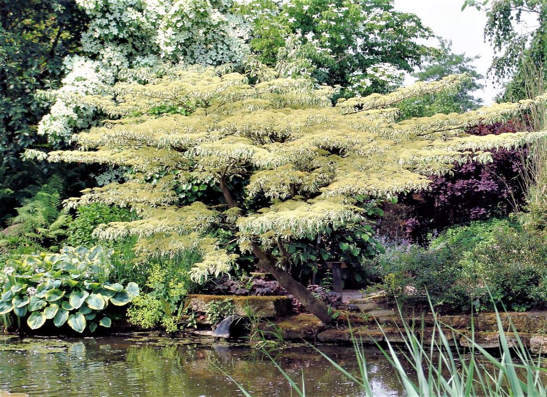 Pestrolistý kultivar svídy sporné (Cornus controversa Variegata) je malý, okrasný strom dorůstající výšky do 10 m. Vyžaduje částečně chráněná stanovištně. Je pěstovaný zejména pro dekorativní olistění a květenství Zajímavý kultivar svídy sporné