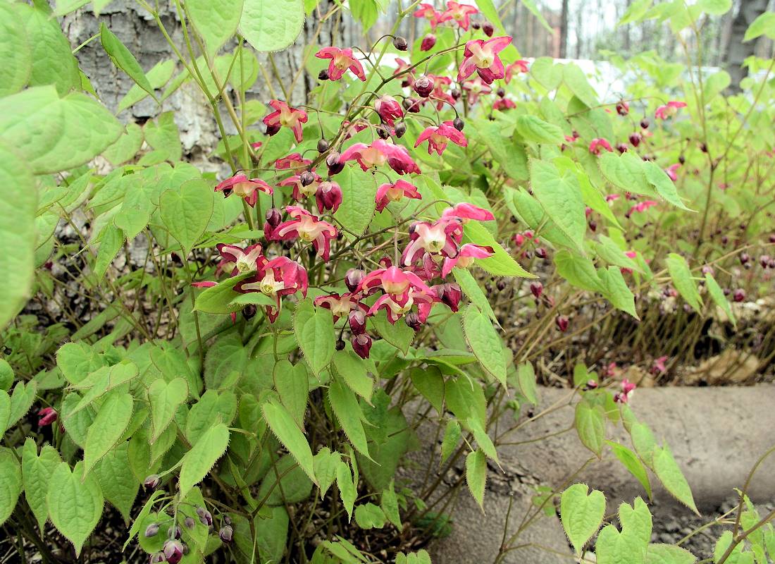 Epimedium × rubrum