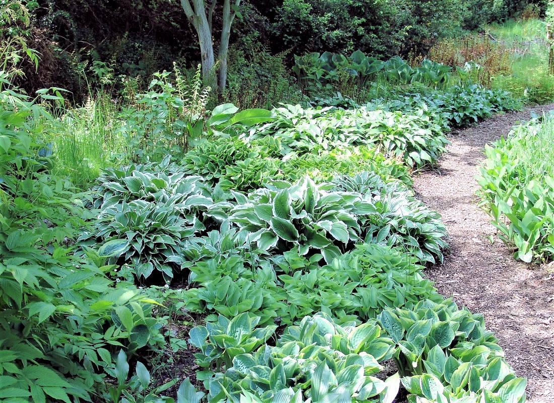 V posledních létech se v zahradách stávají oblíbenými trvalkami podrostové bohyšky (Hosta) V posledních létech se v zahradách stávají oblíbenými trvalkami podrostové bohyšky (Hosta)