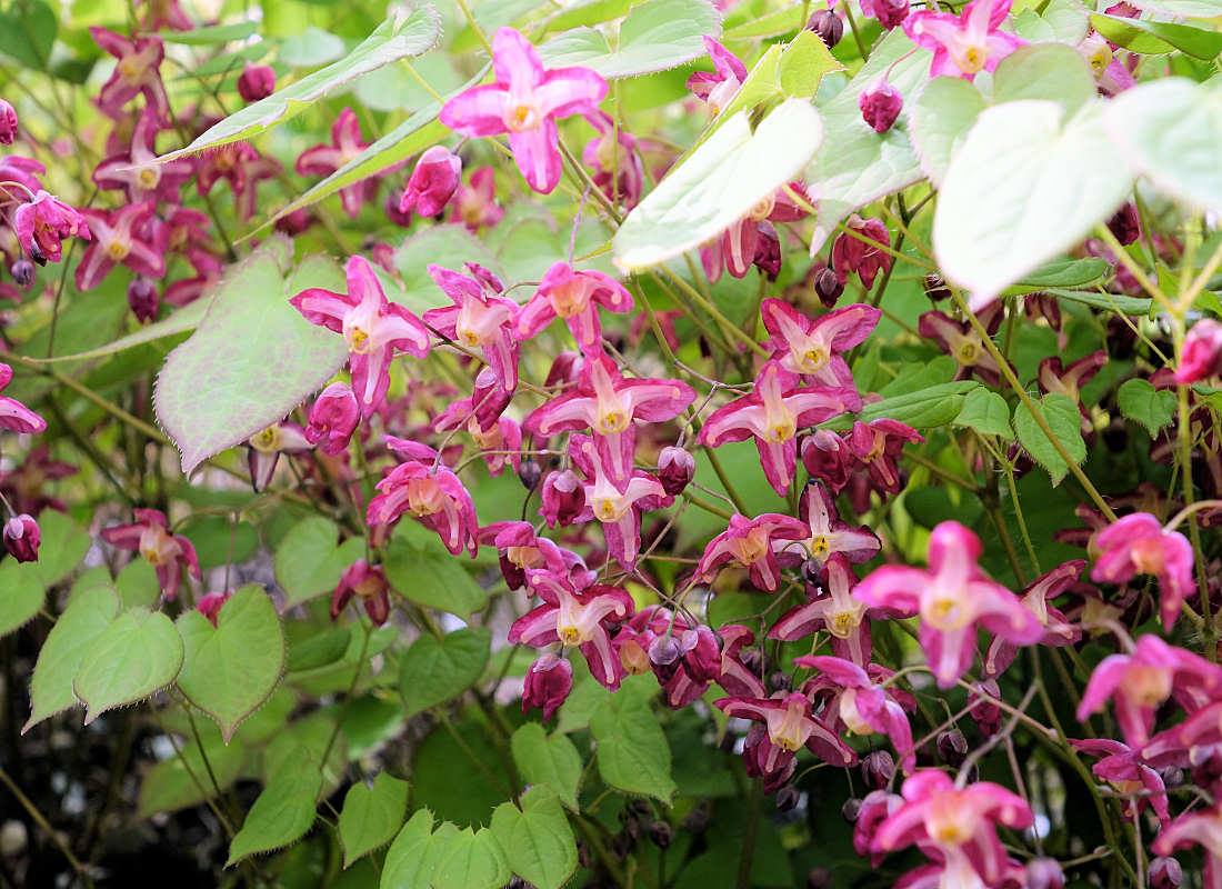 Epimedium × rubrum