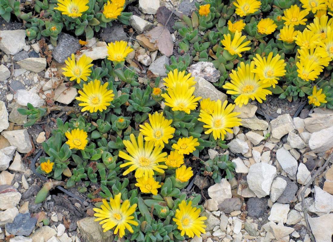 Delosperma basuticum Delosperma basuticum