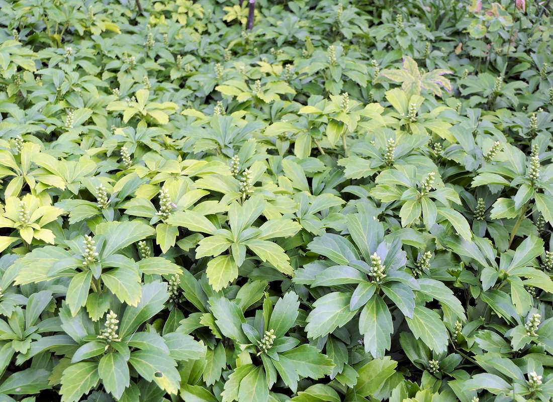 Pachysandra terminalis