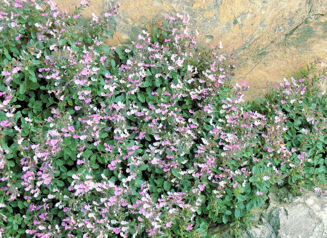 Teucrium chamaedrys