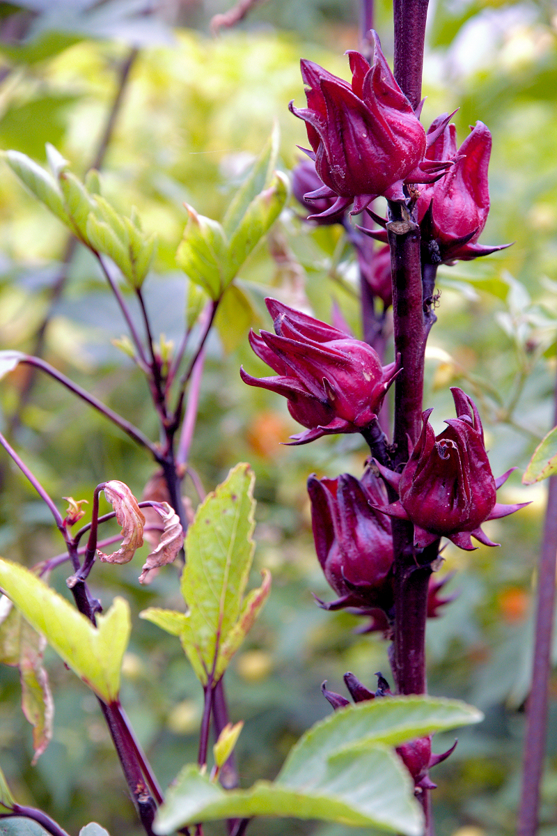 Hibiscus sabdariffa, ze kterého se připravuje nápoj karkade. Hibiscus sabdariffa, ze kterého se připravuje nápoj karkade.