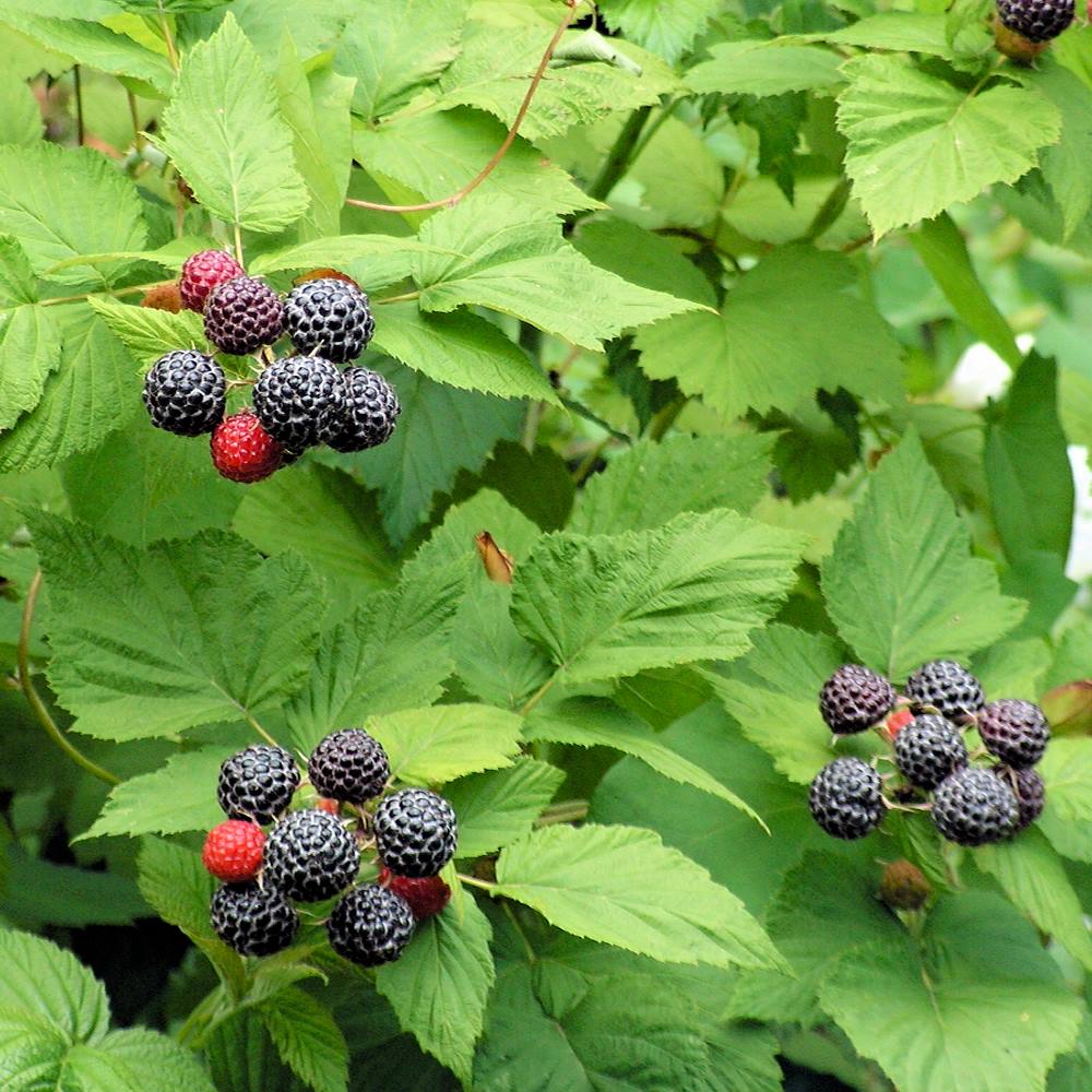 Maliník ojíněný (Rubus occidentalis) raný popínavý maliník není křížencem
