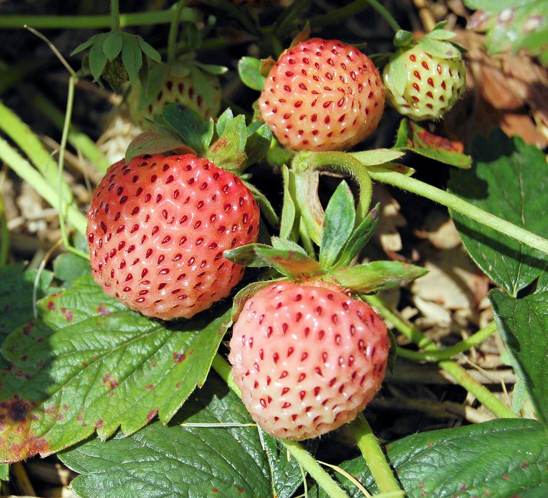 Pineberry White Dream je odrůda jahodníku. Ne ananasová. K tomu svádí botanický název Fragaria ananassa
