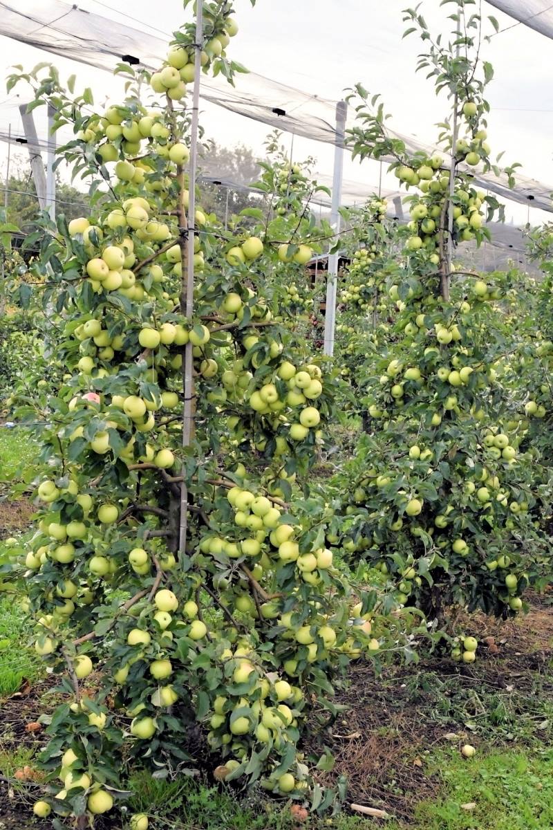 Luna na podnoži P60 pěstovaná ve tvaru štíhlého vřetene (7. rok začátkemříjna) Jabloň Luna – štíhlé vřeteno