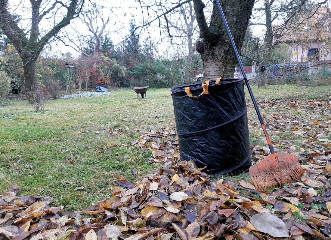 Hrabání listí, zvláště u jabloní a hrušní, je jedno z nejjednodušších a nejzákladnějších fytosanitárních opatření Hrabání listí, zvláště u jabloní a hrušní, je jedno z nejjednodušších a nejzákladnějších fytosanitárních opatření