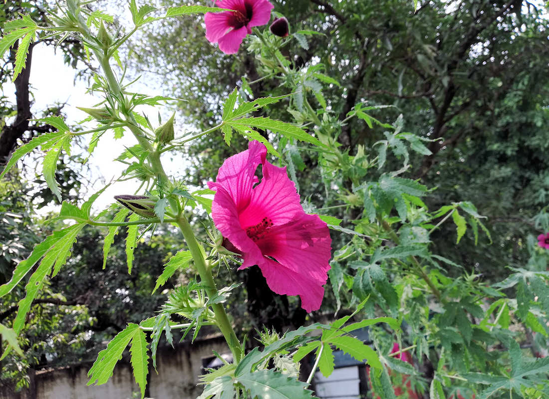 Hibiscus cannabinus - kenaf Hibiscus cannabinus - kenaf