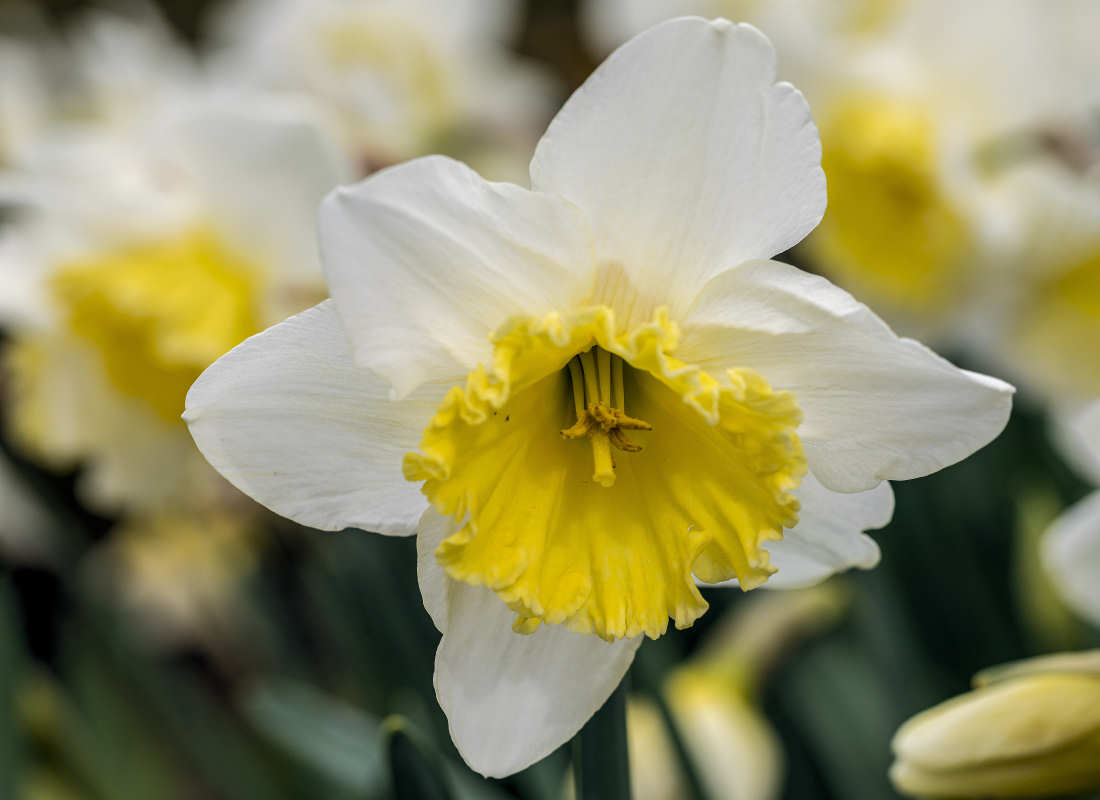 Starší odrůdy narcisů jsou jistota - Ice Follies Starší odrůdy narcisů jsou jistota - Ice Follies