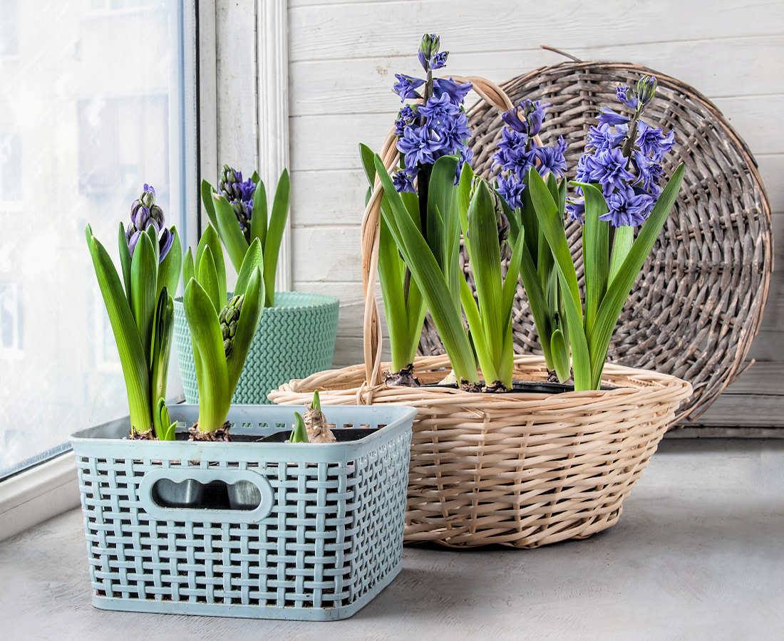 Hyacinty můžete rychlit zasazené do květináčů a misek s hlínou nebo jen ve vodě Hyacinty můžete úspěšně rychlit