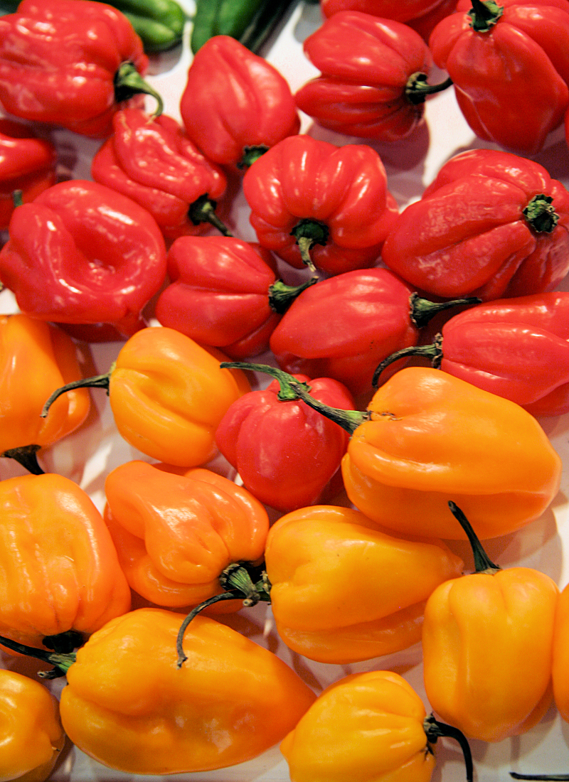 Habanero RED a H. ORANGE Habanero RED a H. ORANGE