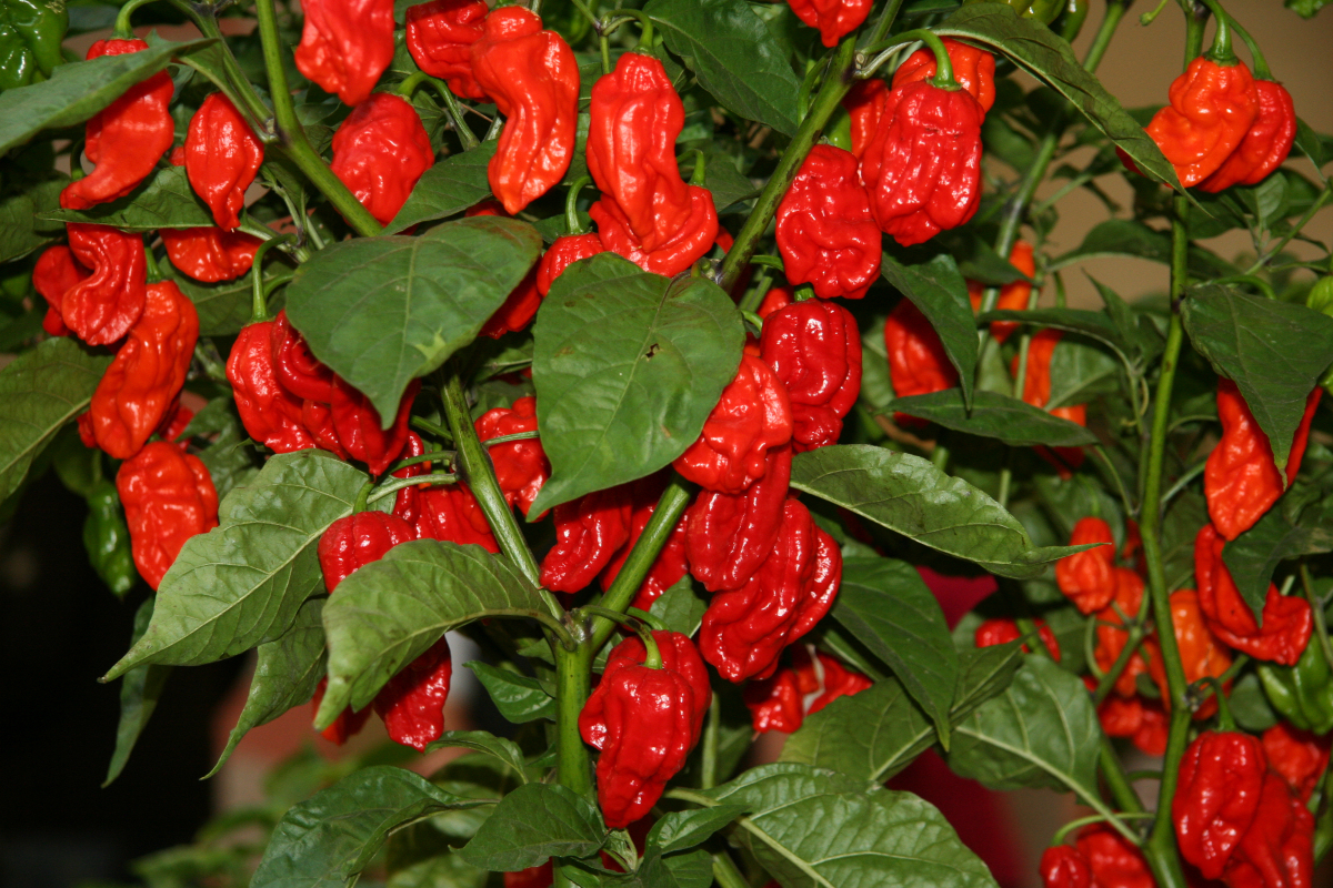 Carolina Reaper Pálivé papriky - CAROLINA REAPER