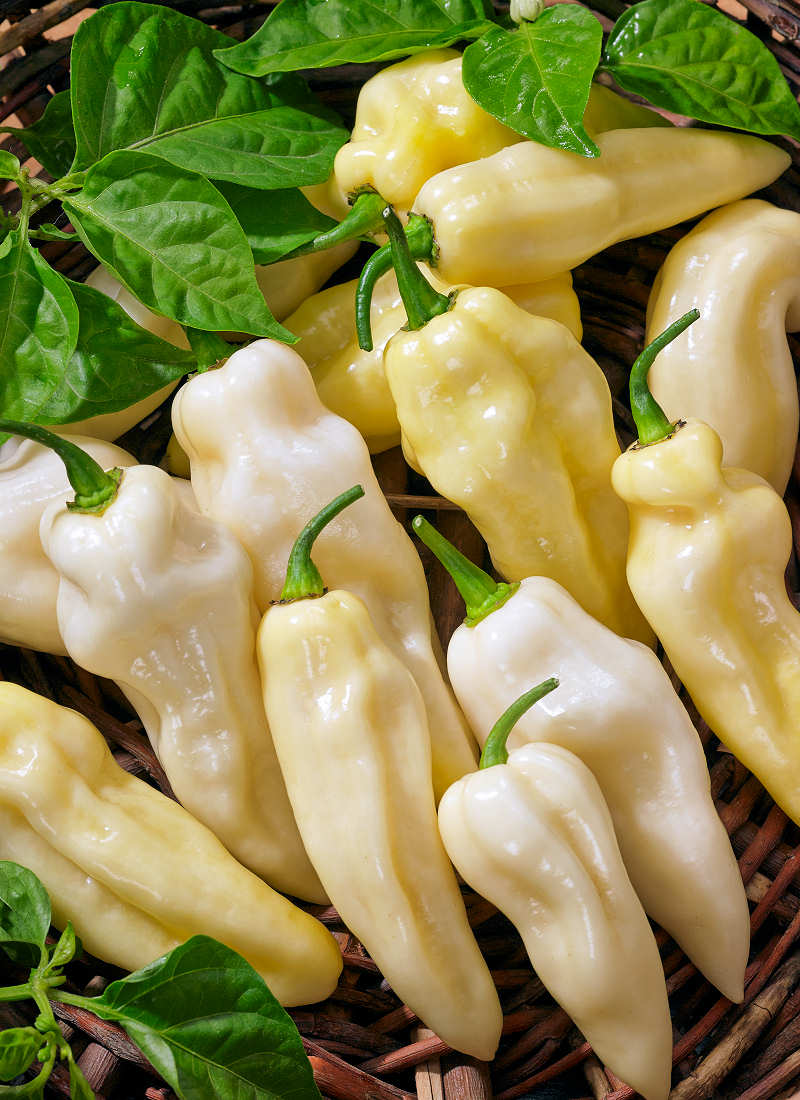 Habanero WHITE Habanero WHITE