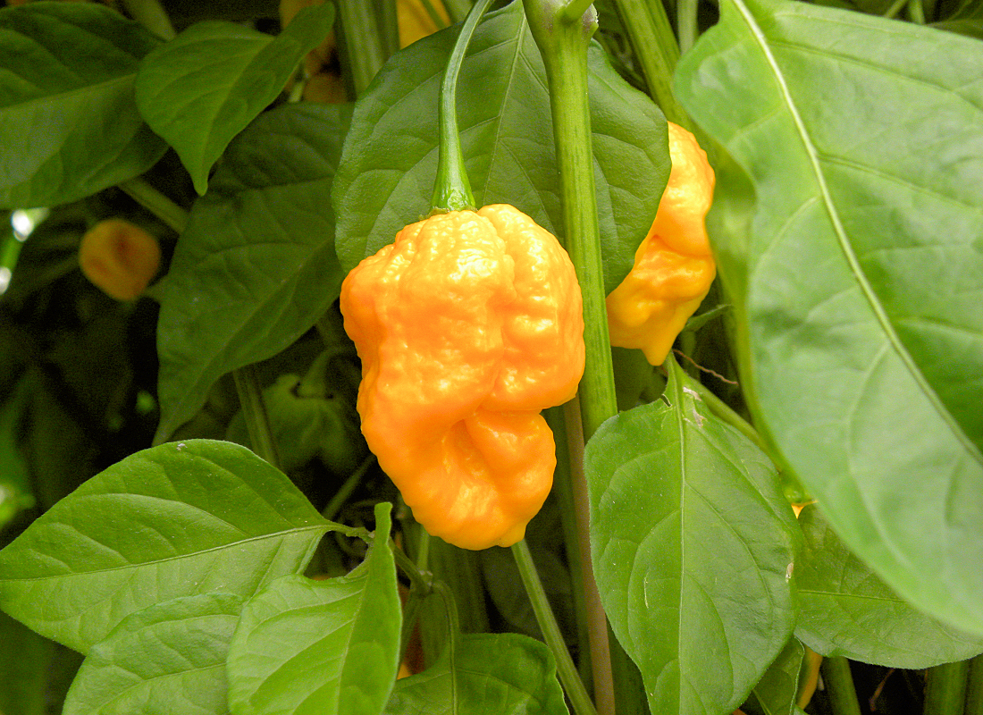 Trinid moruga scorpion Pálivá paprika Trinid moruga scorpion