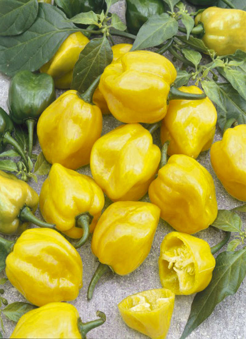 Habanero LEMON Habanero LEMON