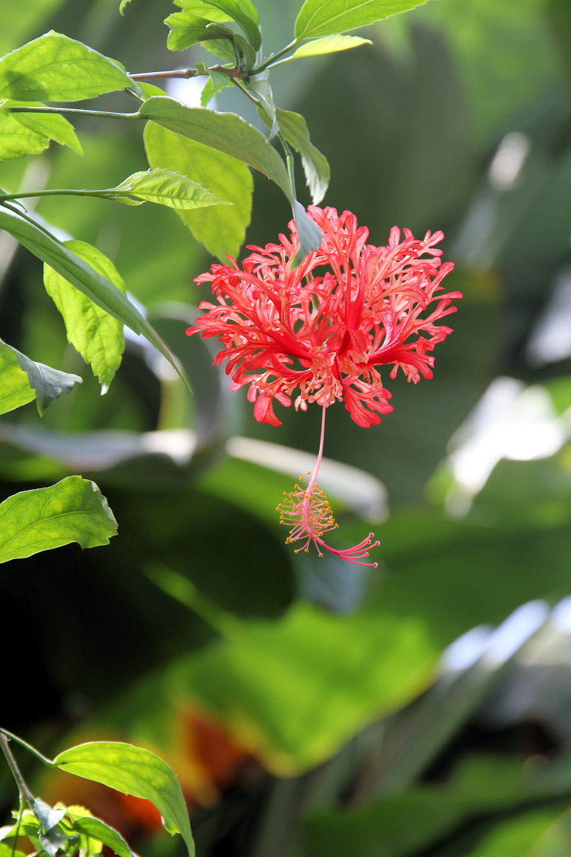 Hibiscus schizopetalus Hibiscus schizopetalus