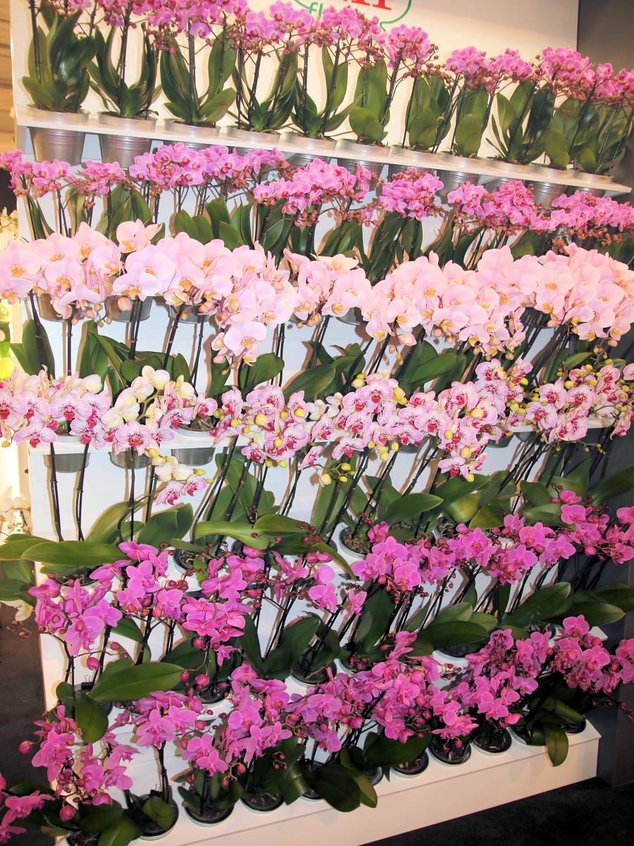 Phalaenopsis 