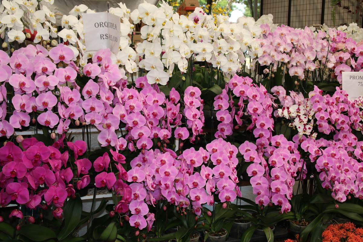 Nabídka Phalaenopsis je na trhu opravdu úchvatná Phalaenopsis nabídka