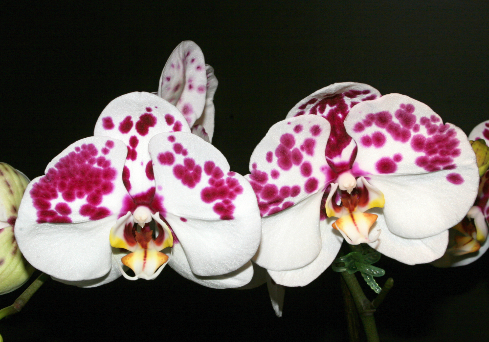 Phalaenopsis: cesta od vzácné orchideje k celosvětovému fenoménu