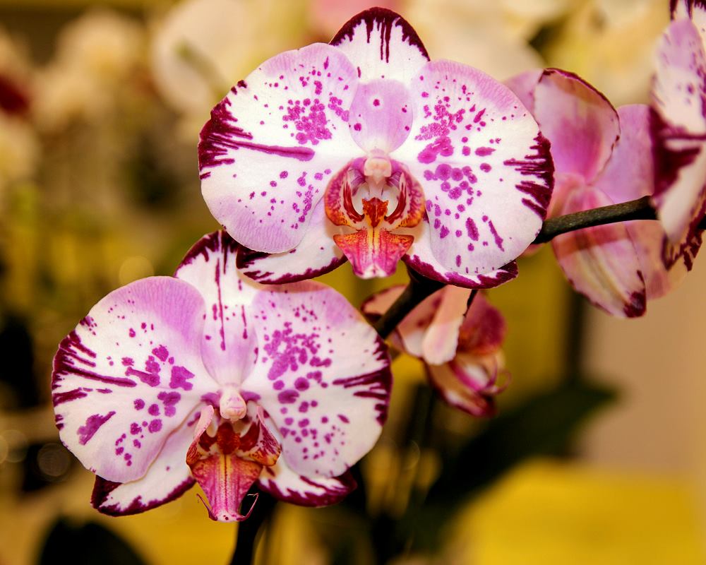 Phalaenopsis Magic Art