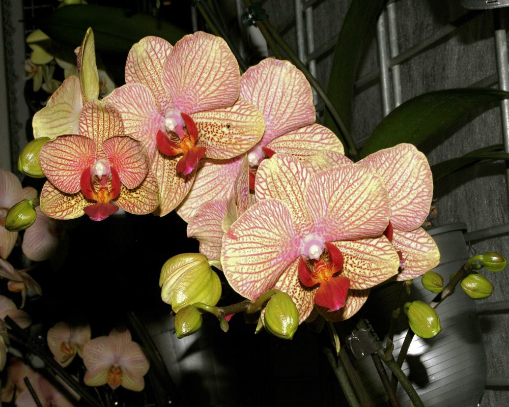  Phalaenopsis