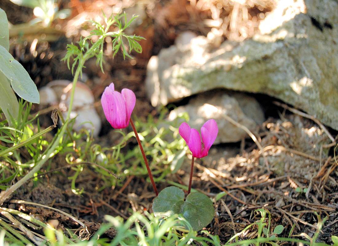 Zimní ochrana rostlin - cyclamen
