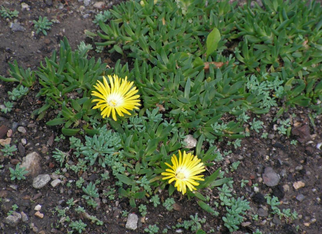 Delosperma nubigenum se žlutým květem