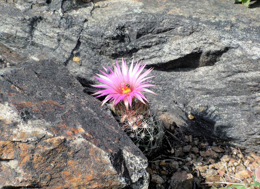Kvetoucí zimovzdorná Coryphantha vivipara