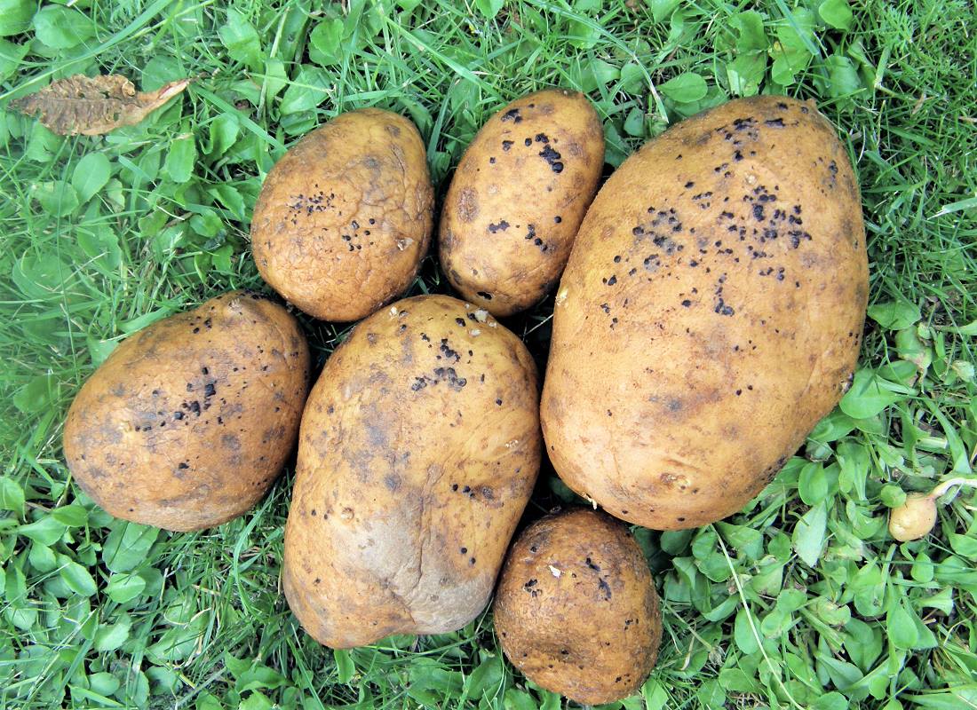 Vločkovitost hlíz
