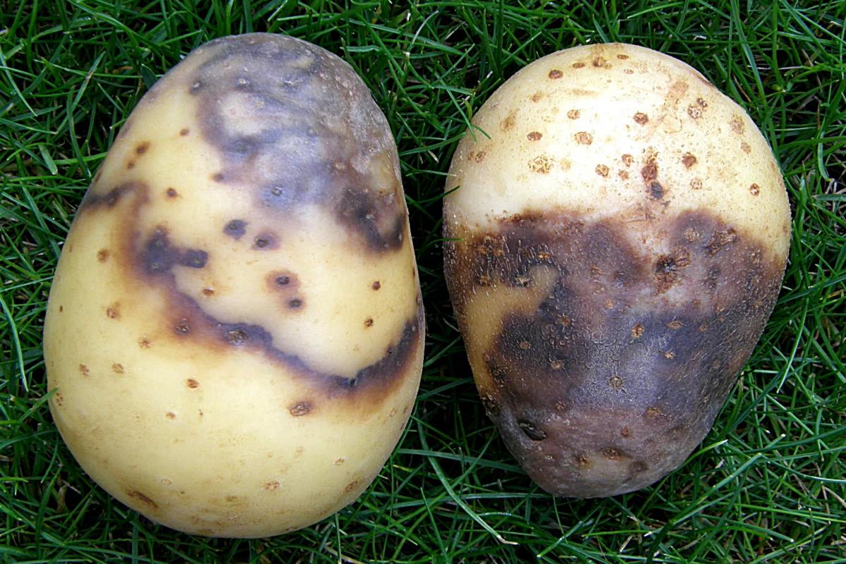 Plíseň bramboru