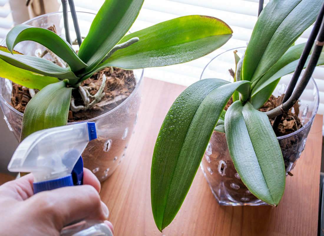 Rosení Phalaenopsis