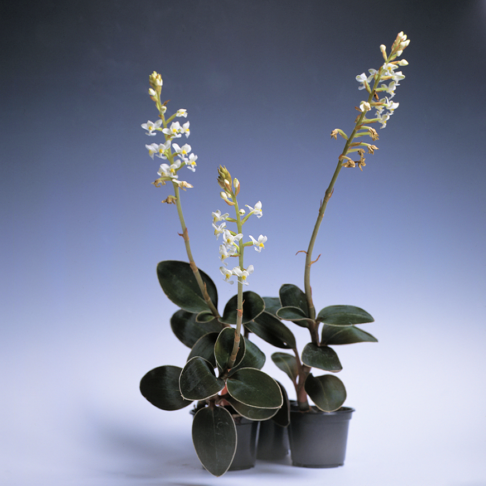 Ludisia discolor Orchidej Ludisia