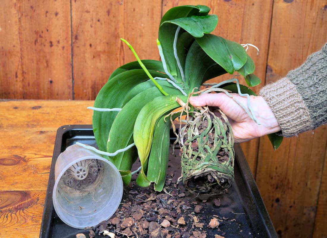 Přesazování Phalaenopsis
