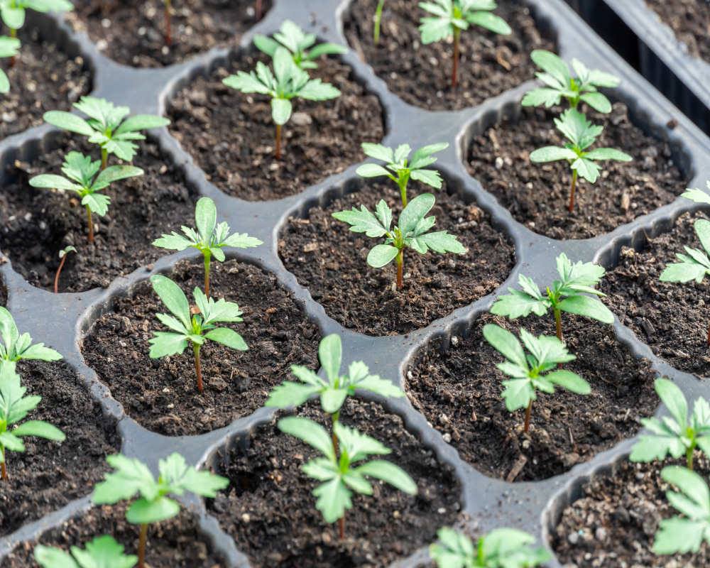 Gazánie mají dlouho vegetační dobu, s výsevem začínáme již v lednu Gazánie mají dlouho vegetační dobu