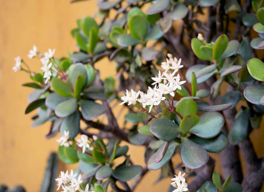 Tlustice - Crassula V prosinci kvete tlustice
