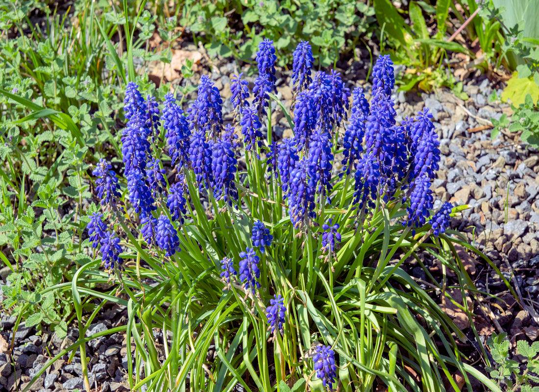 Muscari armeniacum Muscari armeniacum