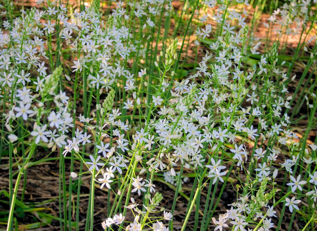 Camassia leichtlinni Alba Camassia leichtlinni Alba