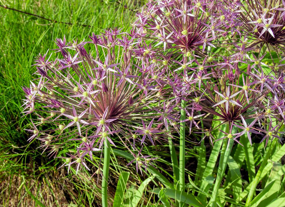 Allium christophiii Drobné cibuloviny