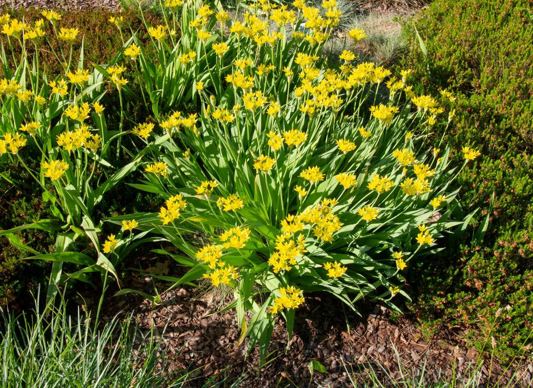 Allium moly Drobné cibuloviny