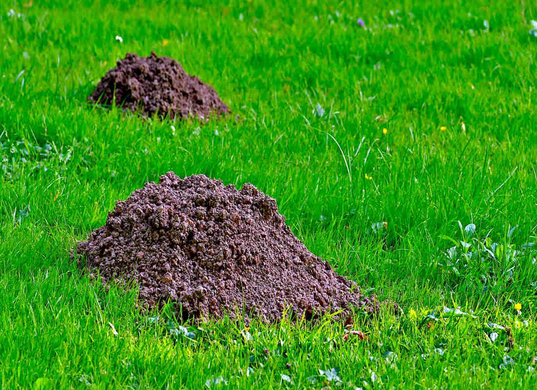 Krtek na zahradě - krtince