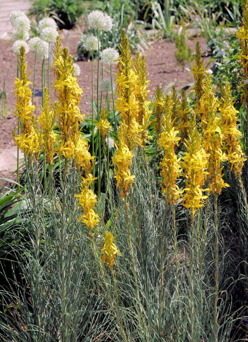 Asfodelka žlutá (Asphodeline lutea)